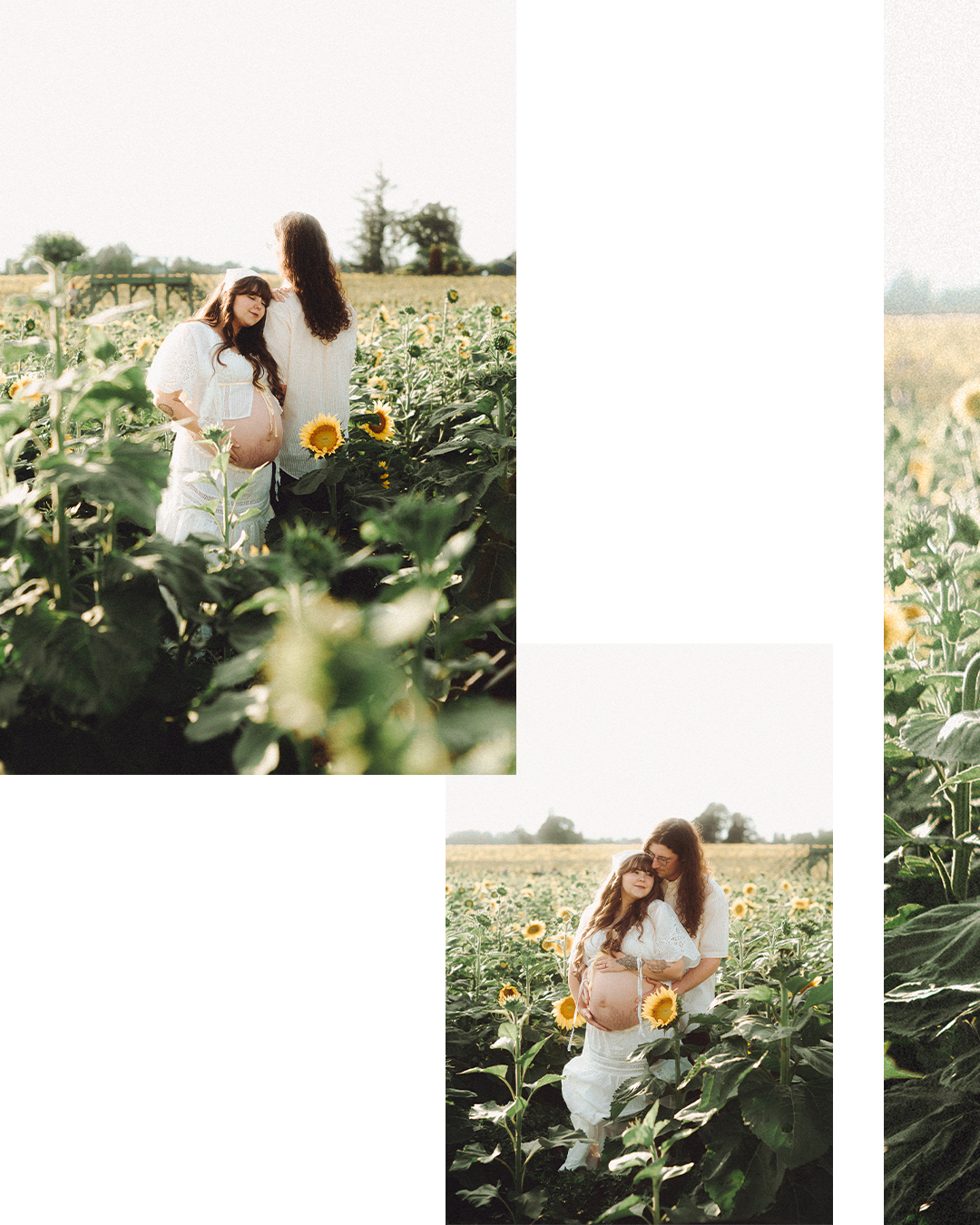 Lovestory Pregnancy Announcement Among the Sunflowers of the Wooden Shoe Tulip Farm — photograph 6 of 39